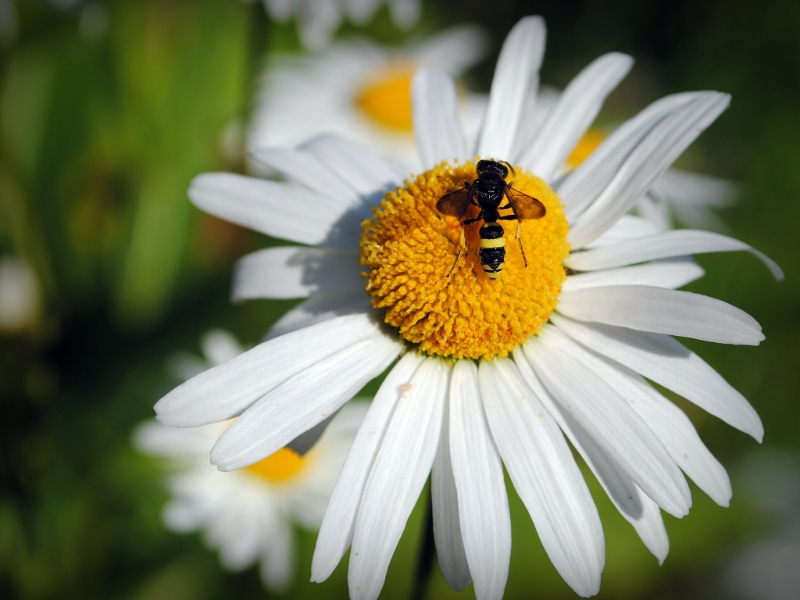 Nikon Bees 150615 (23)